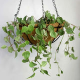 5 Vasos Fibra De Coco 20cm Planta Suspenso Pendente Corrente