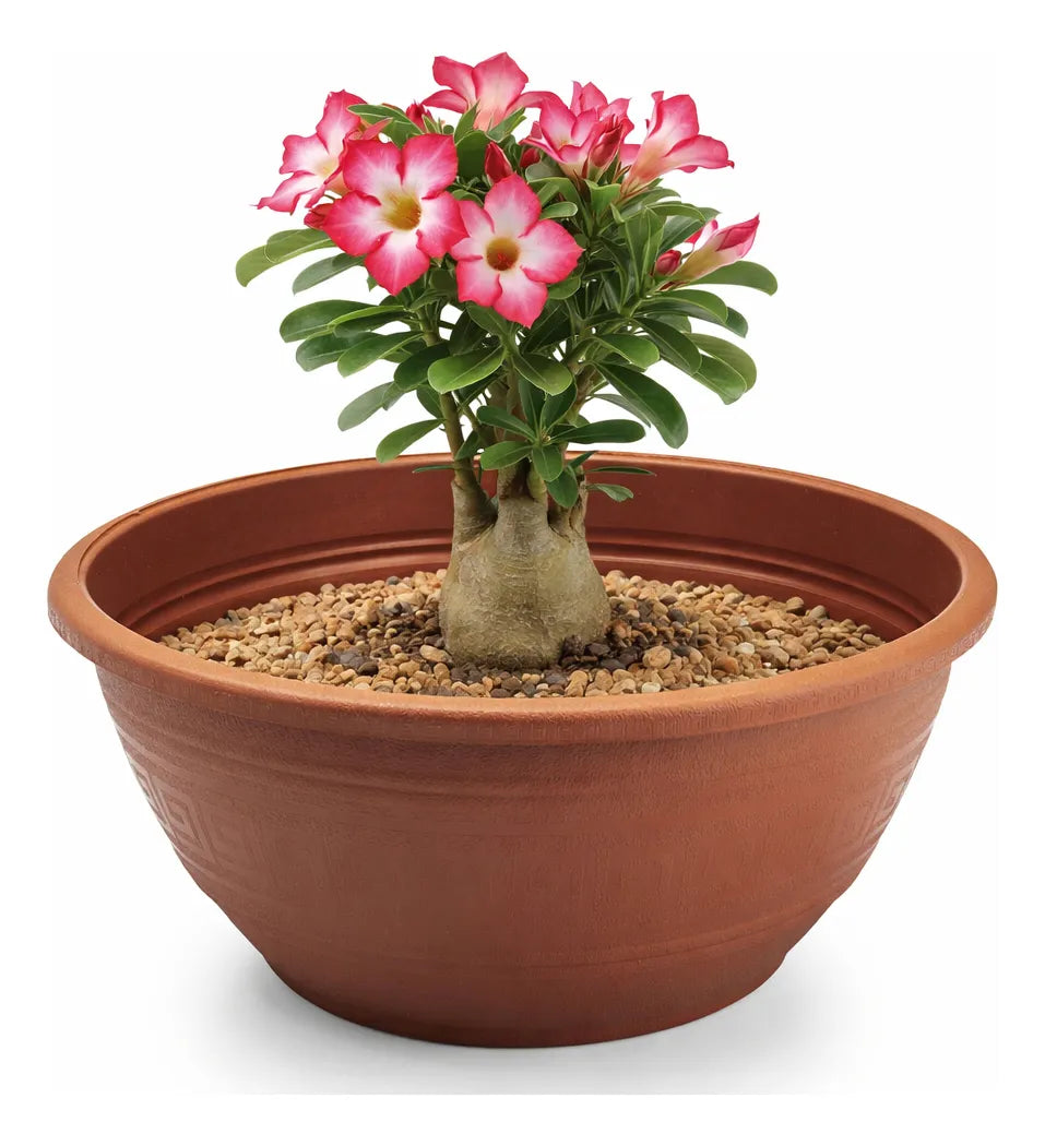 Vasos Cuia 6,6lts Bacia Para Rosas Do Deserto E Plantas