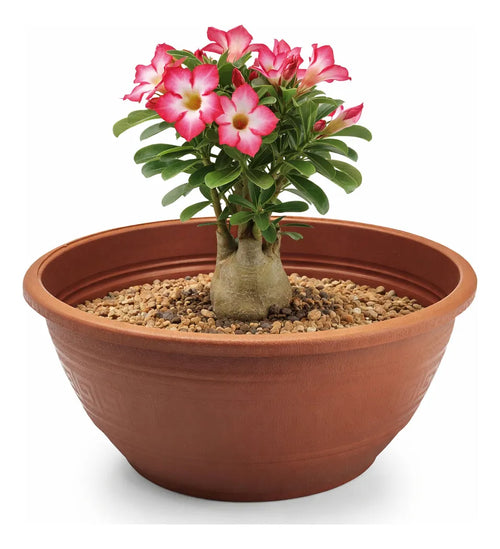 Vasos Cuia 6,6lts Bacia Para Rosas Do Deserto E Plantas