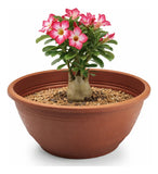 Vasos Cuia 6,6lts Bacia Para Rosas Do Deserto E Plantas