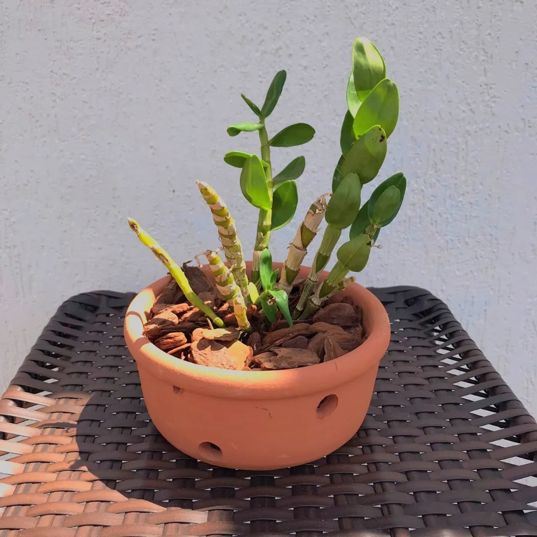 Vaso furado de barro cerâmica 25cm orquídeas de pendurar